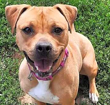 Photo of Dolly