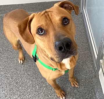 Photo of Rocco