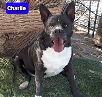 Photo of Charlie