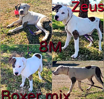 Photo of Zeus