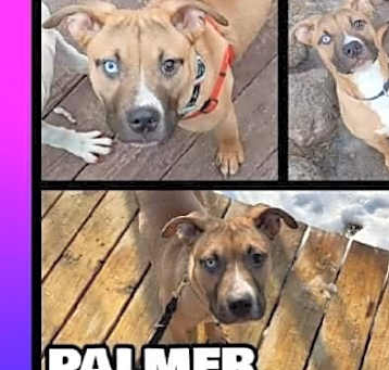 Photo of Palmer