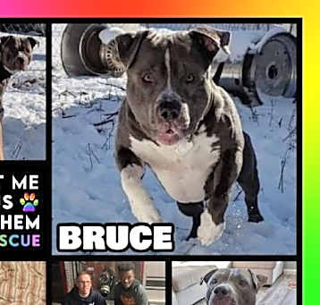 Photo of Bruce