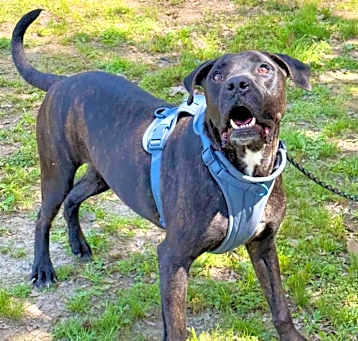 Photo of Koda