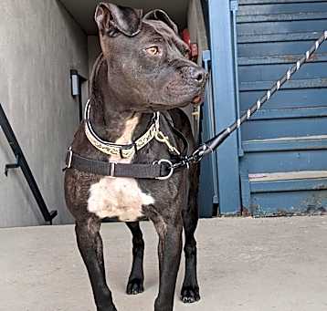 Photo of Spade 