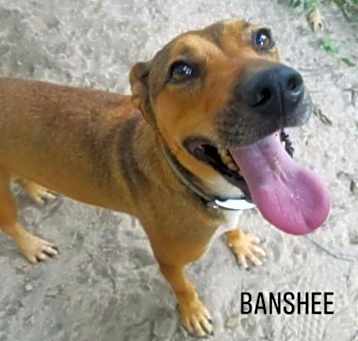 Photo of Banshee