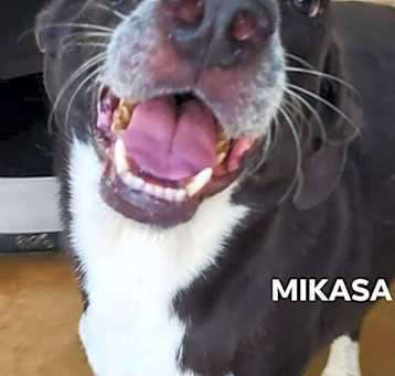 Photo of Mikasa