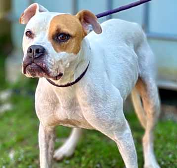 Photo of Buddy