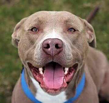 Photo of Ziggy