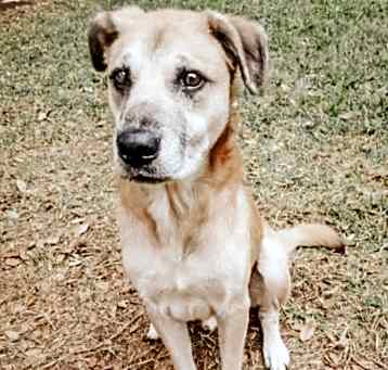 Photo of Enzo