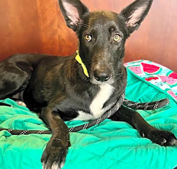 Photo of Cosmo