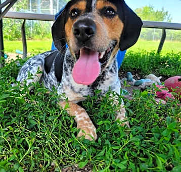 Photo of Ranger