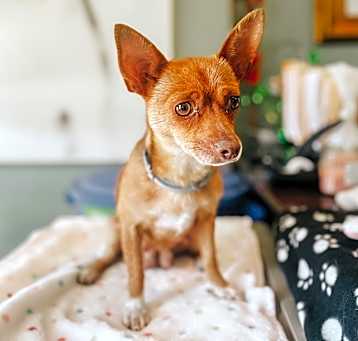 Photo of Bonita