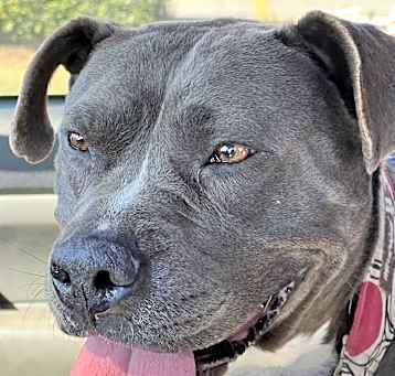 Photo of Sable