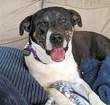 Photo of Dot