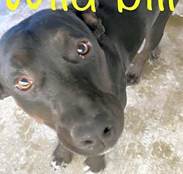 Photo of Wild Bill