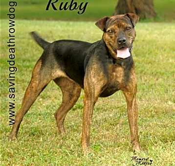 Photo of Ruby