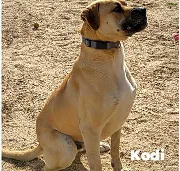 Photo of Kodi