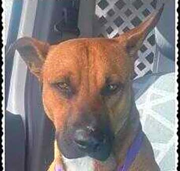 Photo of Bandit