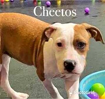 Photo of Cheetos