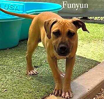 Photo of Funyun
