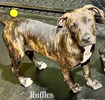 Photo of Ruffles