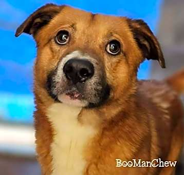 Photo of BooManChew