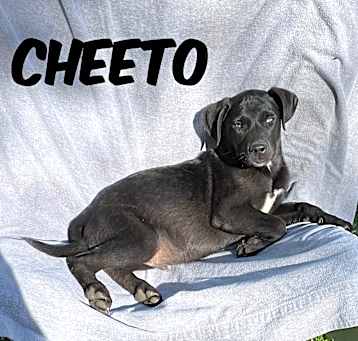 Photo of Cheeto