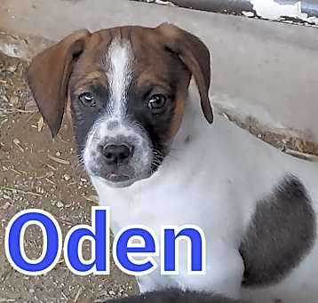 Photo of Oden