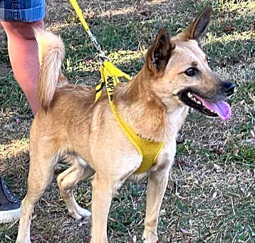 Photo of Pumba