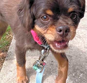 Photo of ROXIE, SPECIAL NEEDS