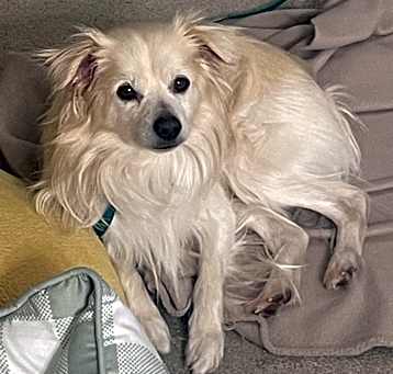 Photo of Bodhi
