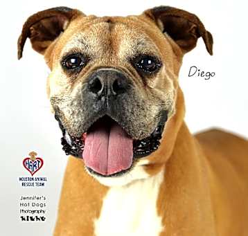 Photo of Diego Boxer