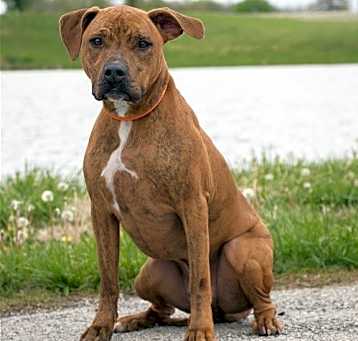 Photo of Indy (Gerard Butler)