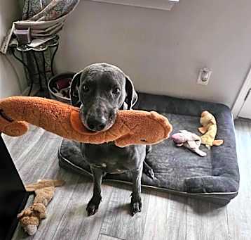 Photo of Luna Blu