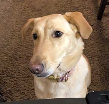 Photo of Nala