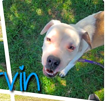 Photo of Mervin