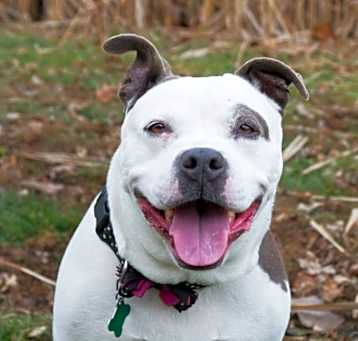 Photo of Mookie