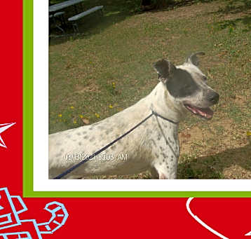 Photo of FROSTY