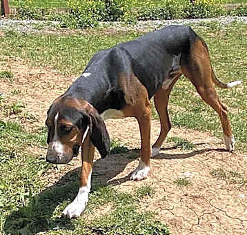 Photo of Wrangler