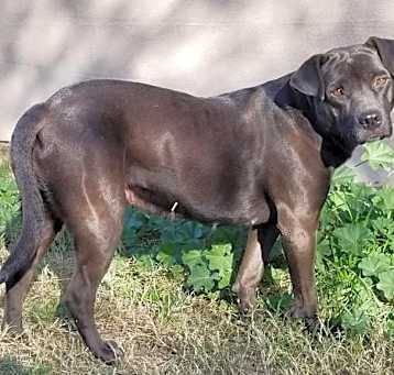 Photo of Jellybean