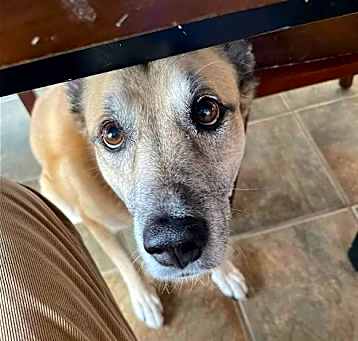 Photo of Sarge  â Tennis Pro