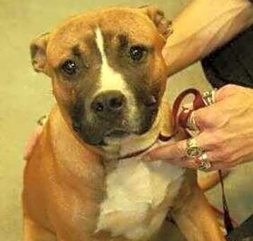 Photo of Scooby