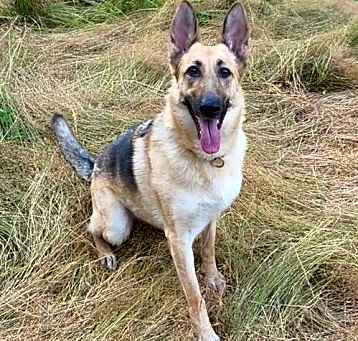 Photo of Freya