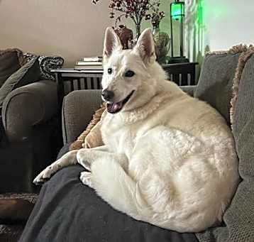 Photo of Yeti