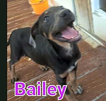 Photo of Bailey