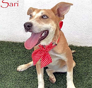 Photo of Sari