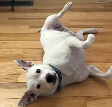 Photo of Torchy (Courtesy)