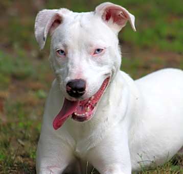 Photo of Lilly (deaf)