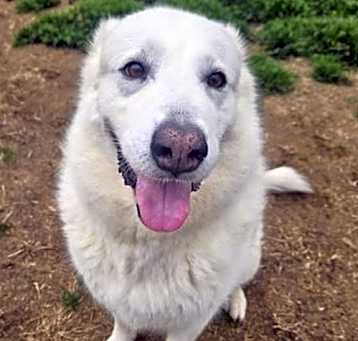 Photo of Opal