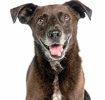 Photo of Sergeant